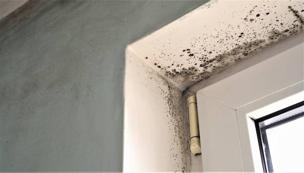 Best Air Quality Testing for Mold Spores  in Biltmore, TN