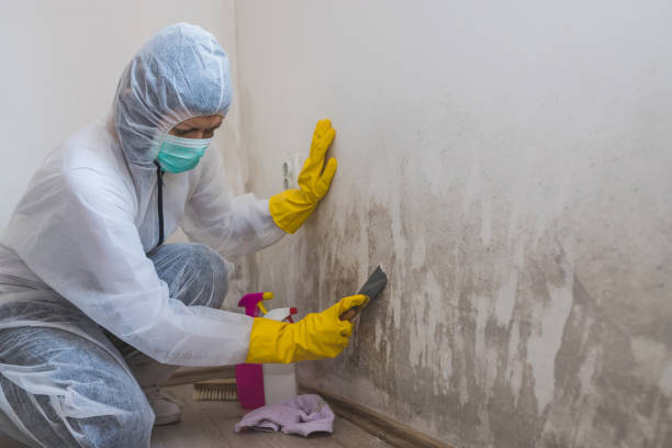 Professional Mold Removal in Biltmore, TN