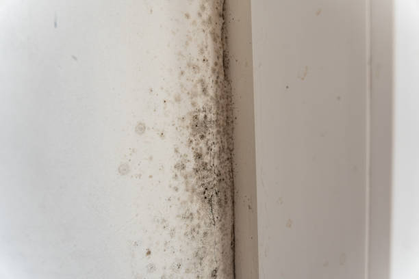 Best Mold Odor Removal Services  in Biltmore, TN